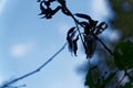 Damage of tree leaf with by pest caterpillar.