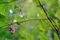 Damage of tree leaf with by pest caterpillar. Royalty Free Stock Photo