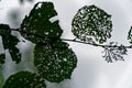 Damage of tree leaf with by pest caterpillar. Royalty Free Stock Photo