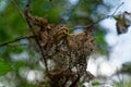 Damage of tree leaf with by pest caterpillar.