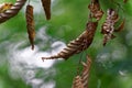 Damage of tree leaf with by pest caterpillar. Royalty Free Stock Photo