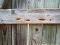 Damage in wood fence from carpenter bees Royalty Free Stock Photo