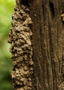 Damage wooden eaten by Termite in stump