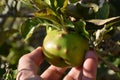 Damaged apple from Capsid bug