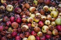 Damaged apples in compost pit on the ground in domestic apple orchard Royalty Free Stock Photo
