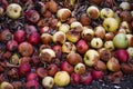 Damaged apples in compost pit on the ground in domestic apple orchard Royalty Free Stock Photo