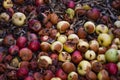 Damaged apples in compost pit on the ground in domestic apple orchard Royalty Free Stock Photo