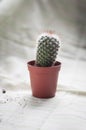 Damaged baby cactus on a small pot on fabric