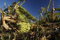 Damaged banana plantation Royalty Free Stock Photo