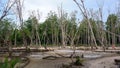 Damaged And Barren Mangrove Forest Ecosystem Due To Illegal Mining