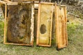 Damaged Bee Hive Frames