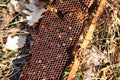 Damaged bee hive hidden in a park in winter sunny day.