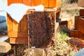 Damaged bee hive hidden in a park in winter sunny day.