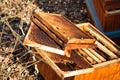 Damaged bee hive hidden in a park in winter sunny day.