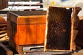 Damaged bee hive hidden in a park in winter sunny day.