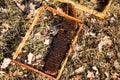 Damaged bee hive hidden in a park in winter sunny day.