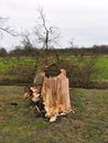 Damaged broken tree by hurricane wind after storm