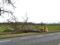 Damaged broken tree by hurricane wind after storm on the side of Royalty Free Stock Photo