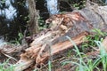 Fallen tree on ground Royalty Free Stock Photo