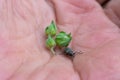 Damaged buds and weevil bug on opened palm. Insect is injuring strawberry harvest,