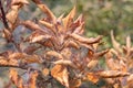 Damaged by butterfly larvae dry leaves on a tree. Covered with cobwebs tree branch with dry leaves