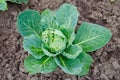 Damaged cabbage Royalty Free Stock Photo