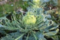 damaged cabbage leaves by insects pests. Caterpillar of small white or Pieris rapae brassicae Royalty Free Stock Photo