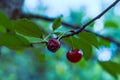 Damaged cherry fruit, closeup photo with bokeh background Royalty Free Stock Photo