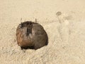 Damaged coconut burried in the sand Royalty Free Stock Photo