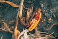 Damaged corn on the cob on farmland ground Royalty Free Stock Photo