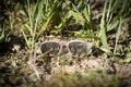 damaged and dirty sunglassed lies on the floor in the dirt Royalty Free Stock Photo