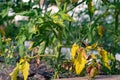 damaged by disease and pests of fall leaves and fruits of tomato Royalty Free Stock Photo