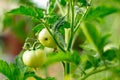 damaged by disease and pests of fall leaves and fruits of tomato Royalty Free Stock Photo