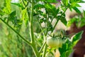 damaged by disease and pests of fall leaves and fruits of tomato Royalty Free Stock Photo