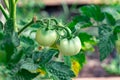 damaged by disease and pests of fall leaves and fruits of tomato Royalty Free Stock Photo