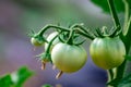 damaged by disease and pests of fall leaves and fruits of tomato Royalty Free Stock Photo