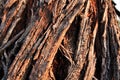 Damaged and diseased bark of eucalyptus tree texture