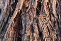 Damaged and diseased bark of eucalyptus tree texture