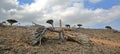 Damaged dragon tree