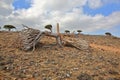 Damaged dragon tree