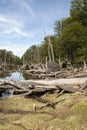 Damaged Forests - Argentina - Ushuaia - Tierra del Fuego Royalty Free Stock Photo