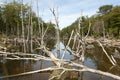 Damaged Forests - Argentina - Ushuaia - Tierra del Fuego Royalty Free Stock Photo