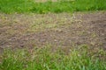 damaged green grass lawn,burnt green grass, lawn in bad condition, grass diseases