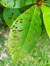 The damaged green leaves are eaten by caterpillars