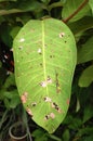 Damaged green leaves are eaten by pests.