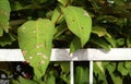 Damaged green leaves are eaten by pests.