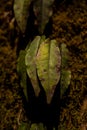 Damaged Green Leaves Grow Up Tree Trunk Covered In Moss