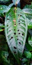damaged green leaves to eat caterpillars