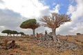 Damaged dragon tree