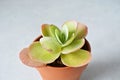 Damaged kalanchoe house plant in terracota pot